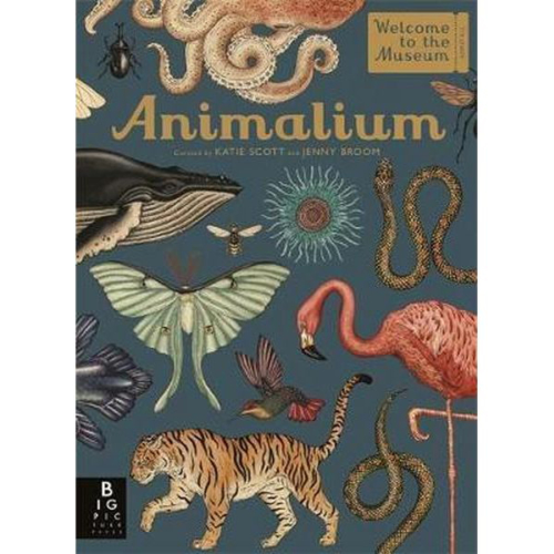 animalium new edition by Jenny Broom