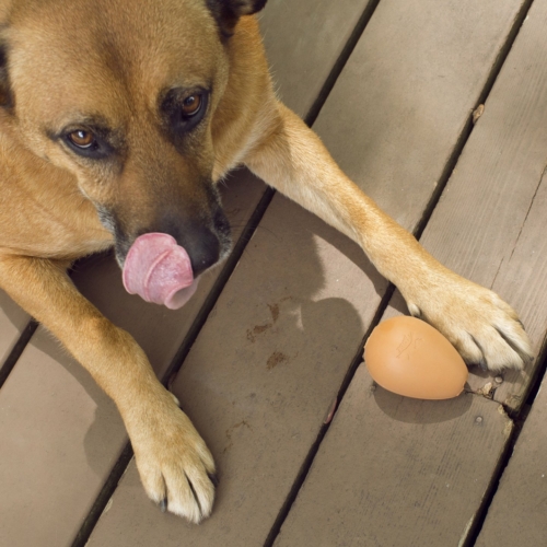bouncy egg dog treat ball by kikkerland